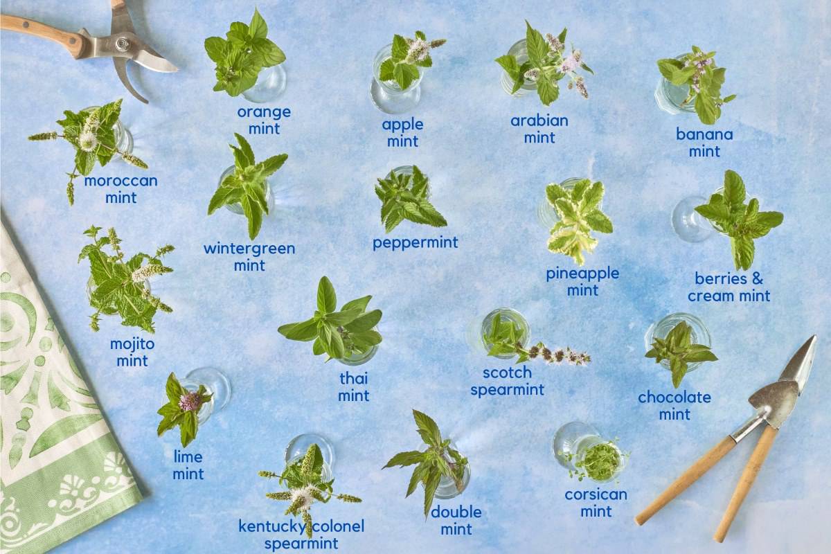 17 labeled varieties of mint in small vases with pruning shears, a kitchen towel, and small trowels along the sides