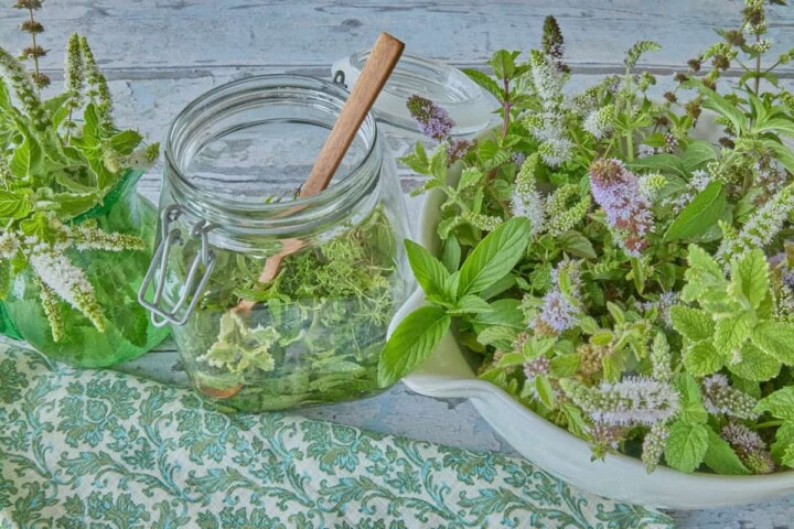 17 varieties of mint in a bowl, vase, and in a jar with vodka and a wooden spoon, with a napkin in the foreground