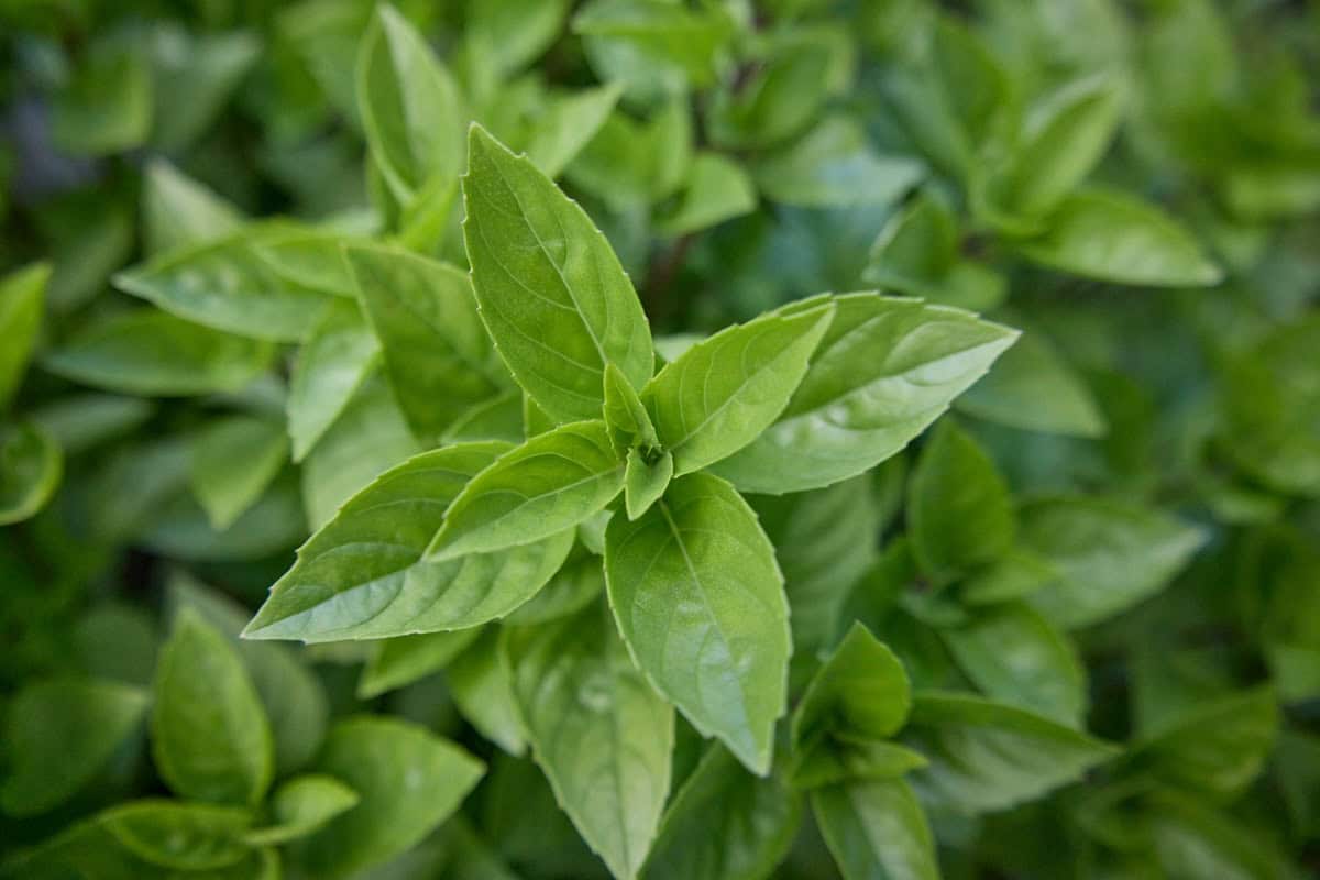a close-up of ajaka basil plants