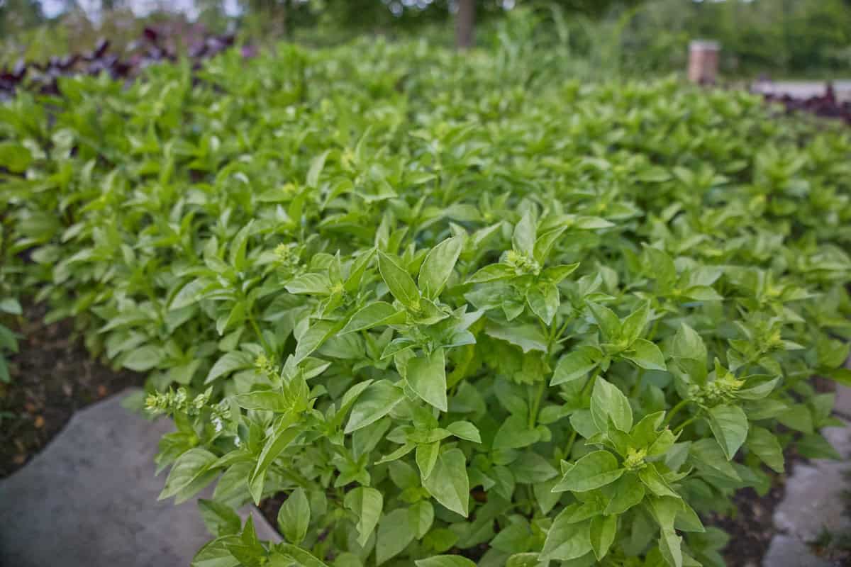 akoko basil plants in a garden with stone edging, a stone paver, and more herb varieties in the background