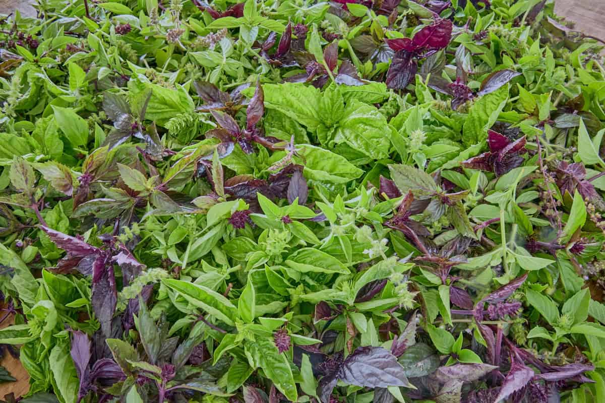 a close-up of many varieties of basil plant cuttings on a rustic table