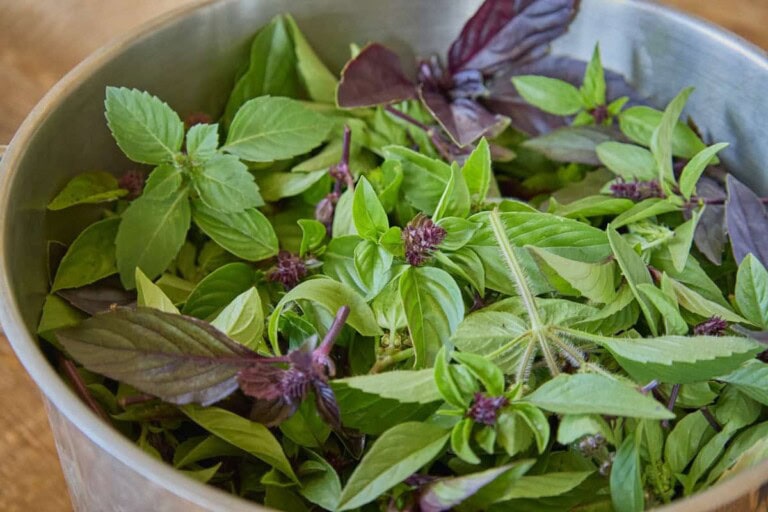 38 Types of Basil You Need to Grow • shovelandcrunch.com