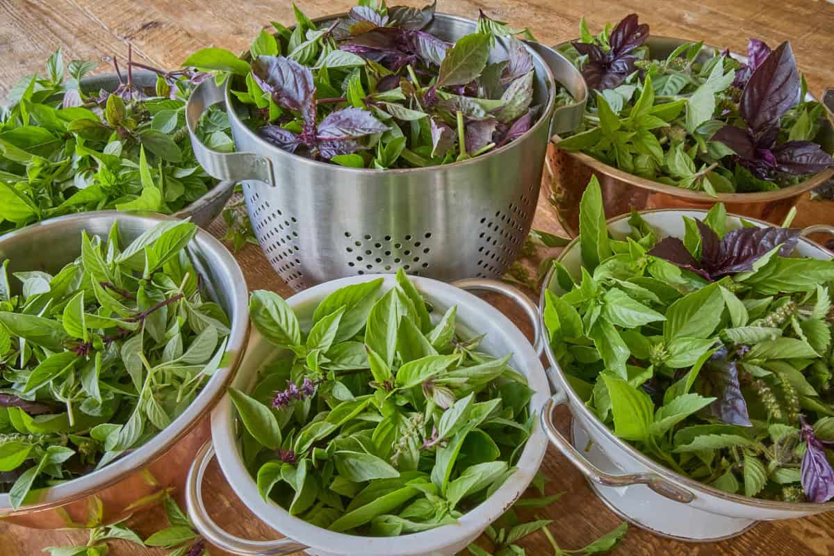 a large variety of basil plant cuttings in colanders on a rustic table