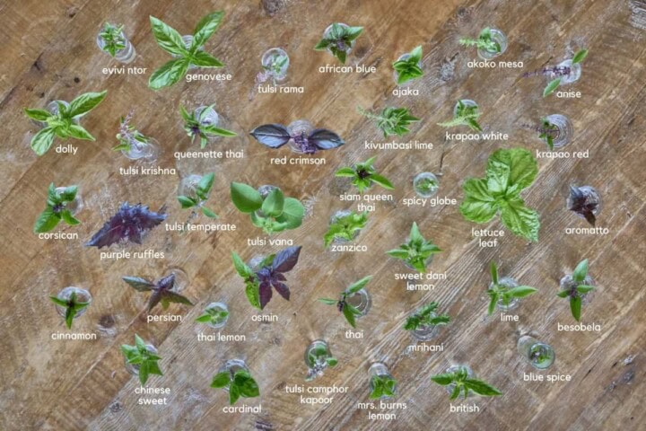 many labeled basil plant cutting varieties in small vases on a rustic table
