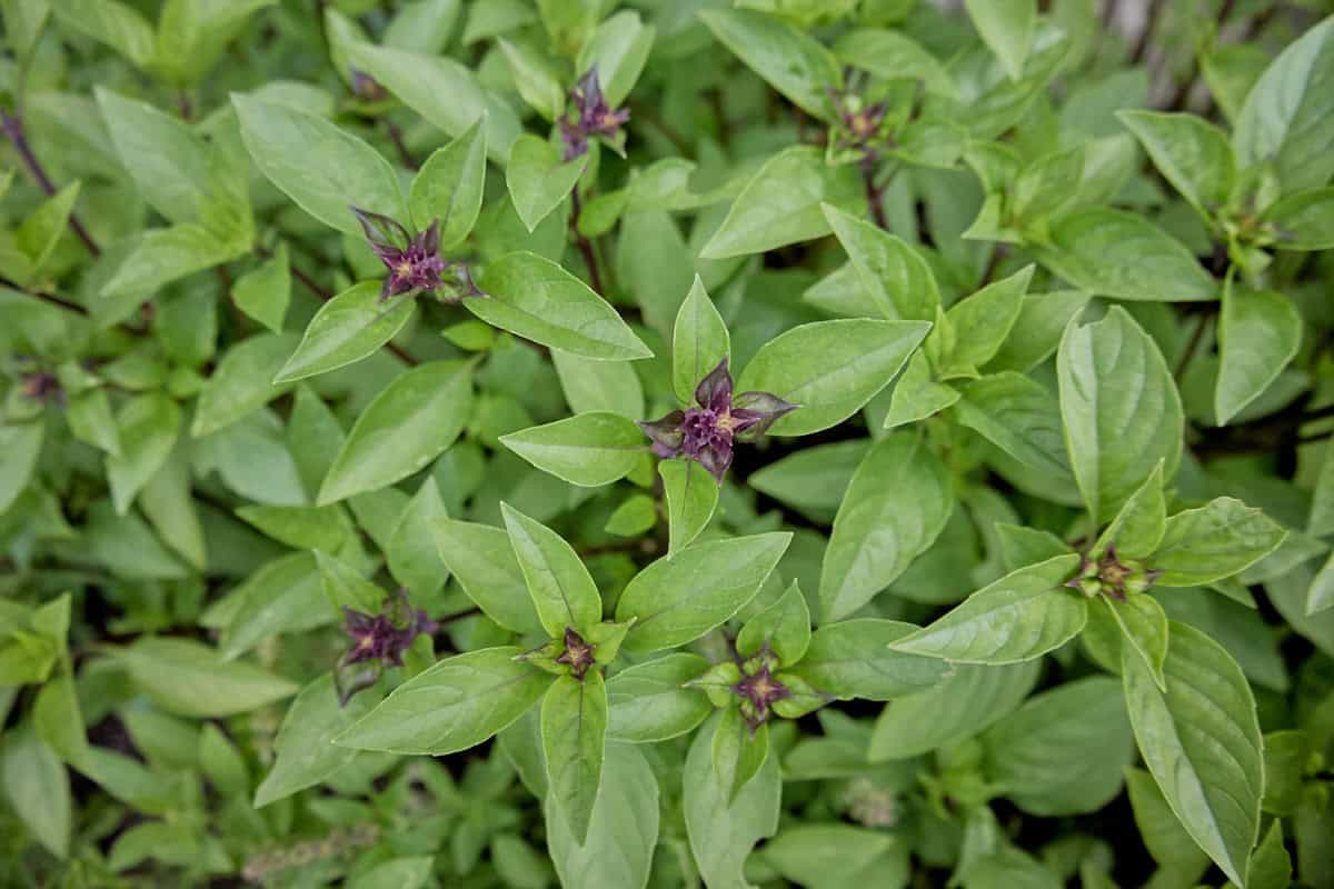a close-up of besobela basil plants