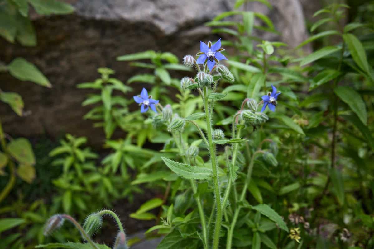borage plants and flowers with other herb plants and a boulder in the background