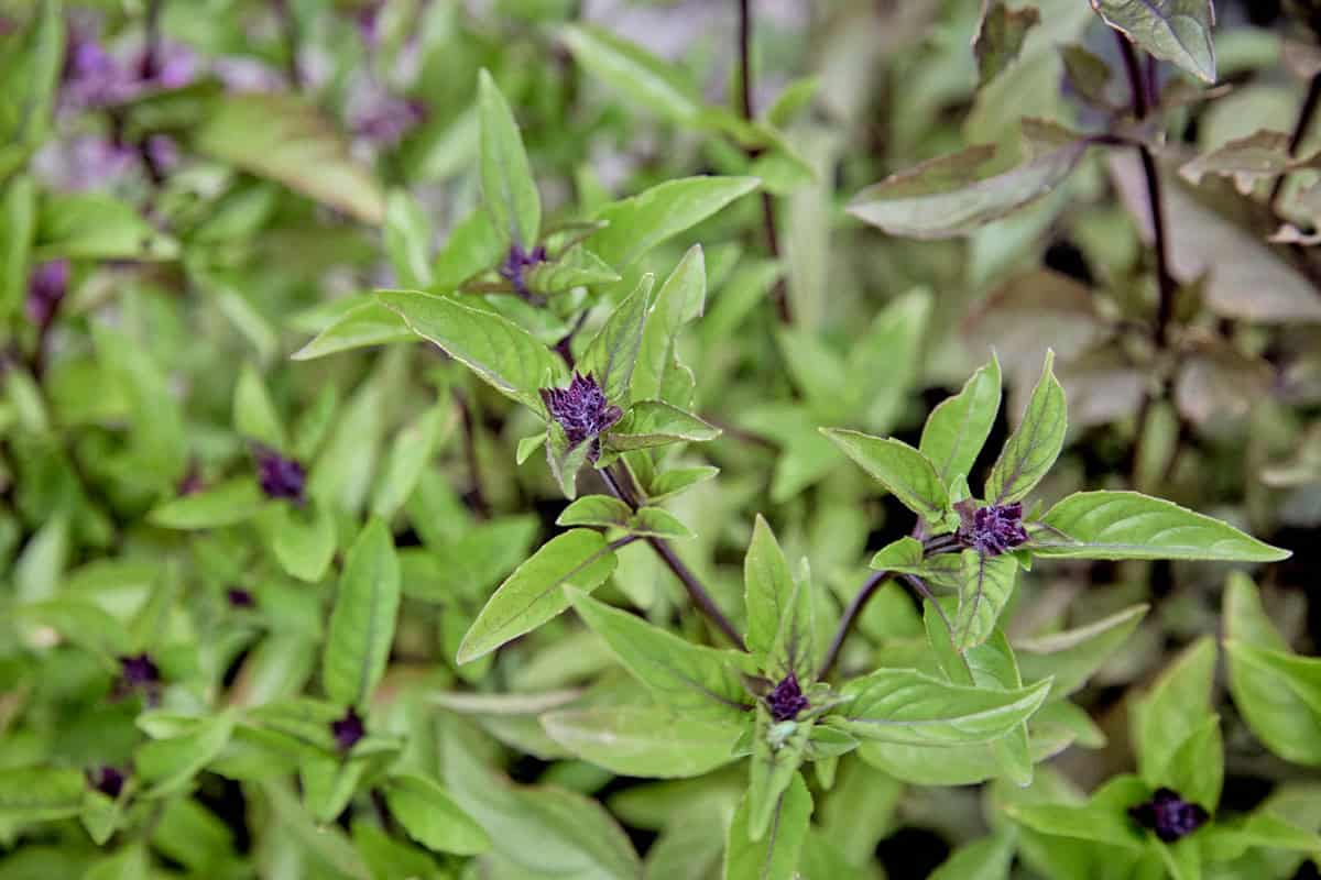cinnamon basil plant close-up