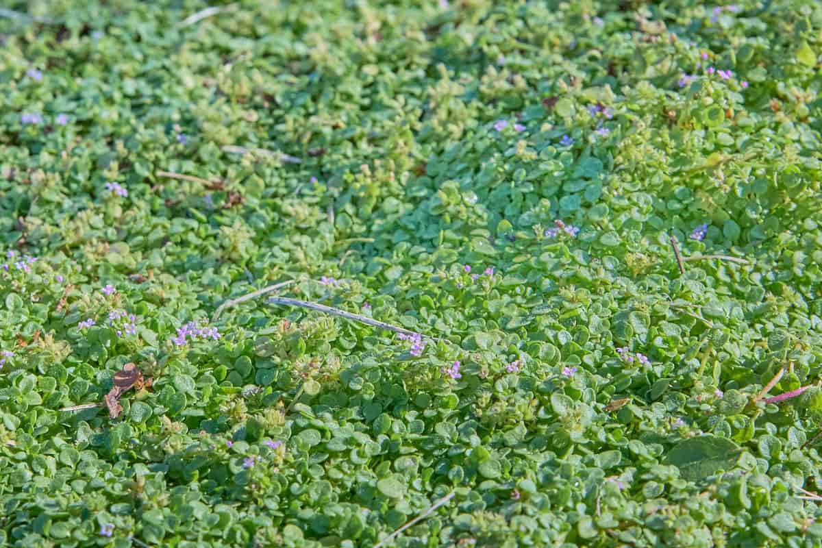 a close-up shot of corsican mint plants