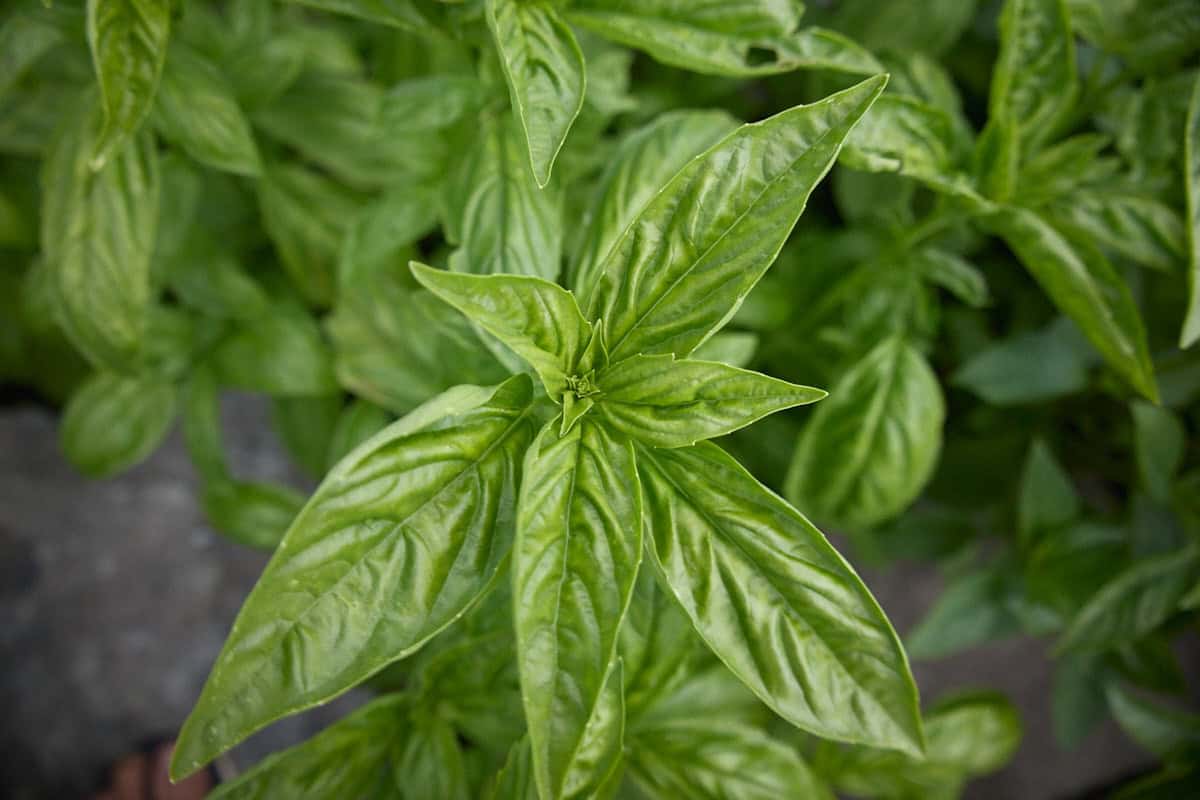 dolly basil plants