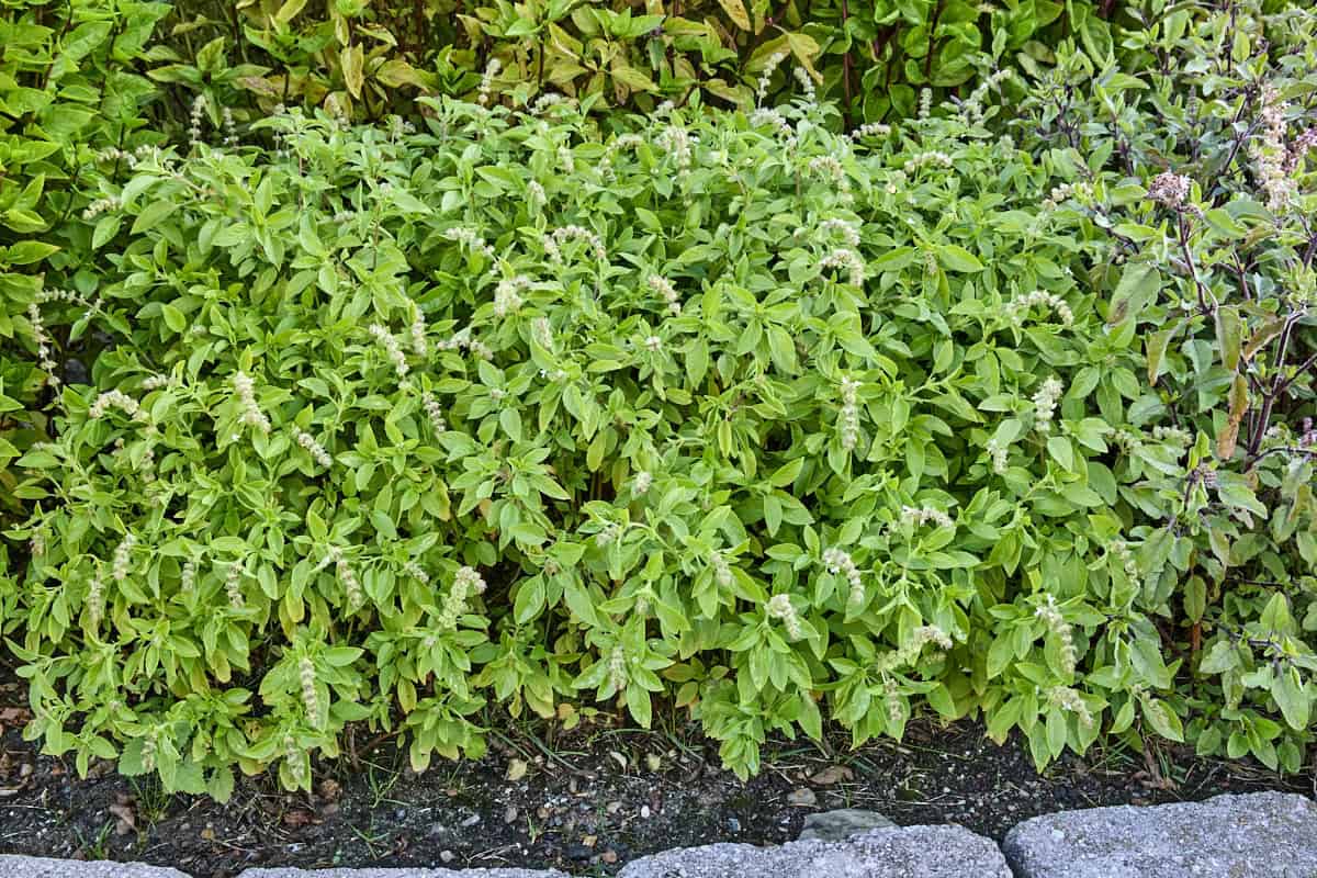 evivi ntor basil plants with a paving stone edge in the foreground and other basil plant varieties on the sides and in the background