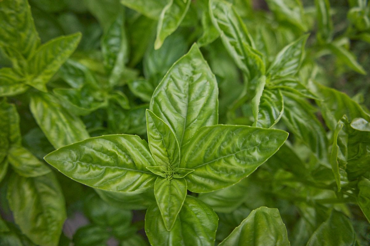 genovese basil plants