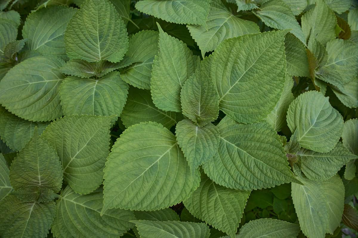 green korean shiso plants