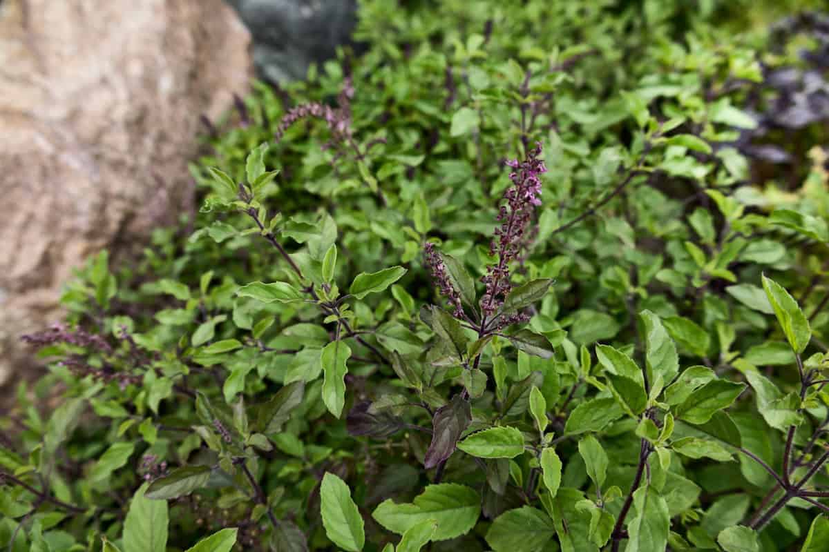 green sacred tulsi rama basil plants with a boulder on the side