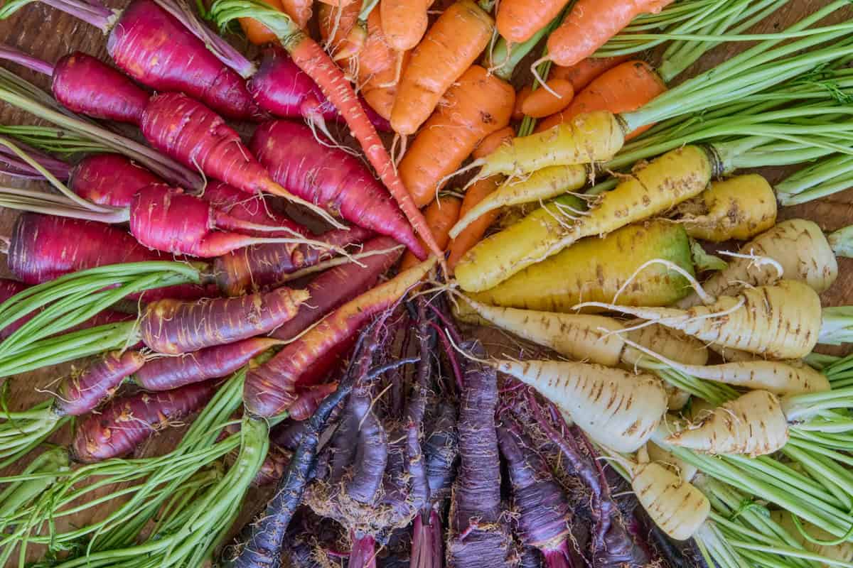 a colorful variety of heirloom carrots arranged radially in a circle on a rustic table