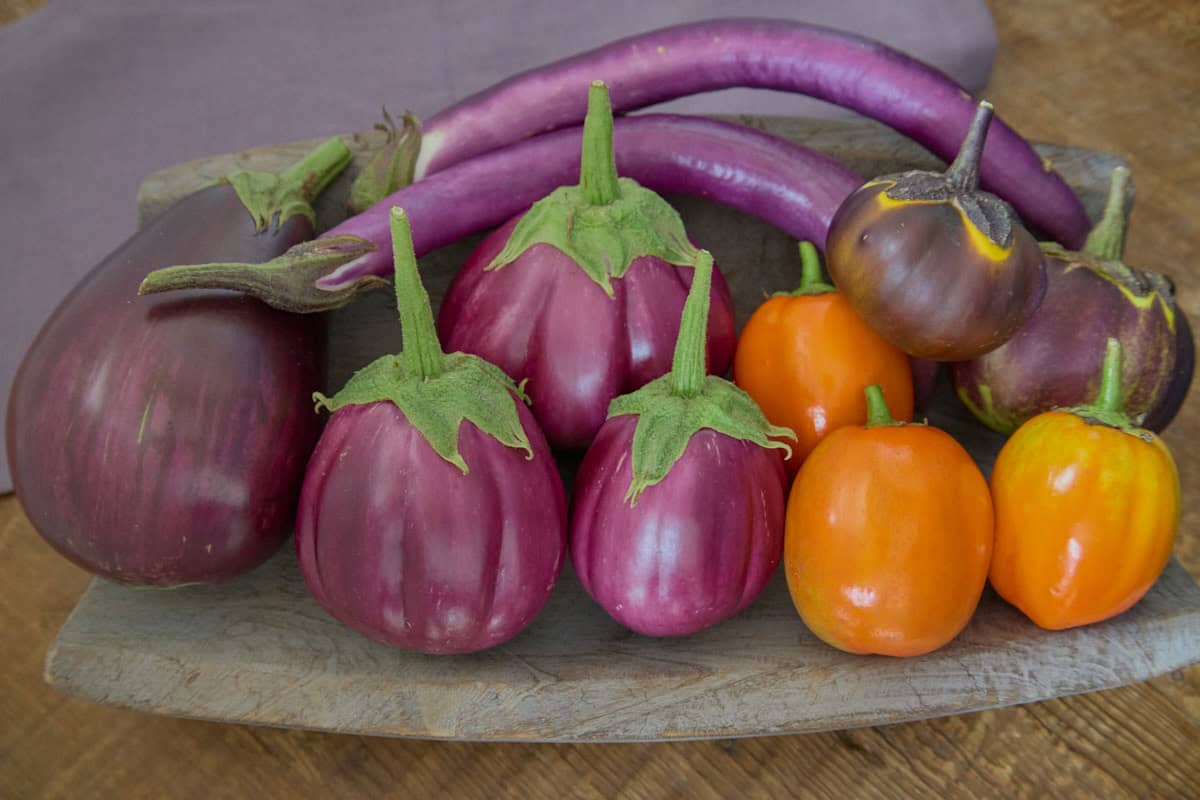 Brightly-colored heirloom eggplants on a wooden tray on a rustic wooden table with a napkin in the background