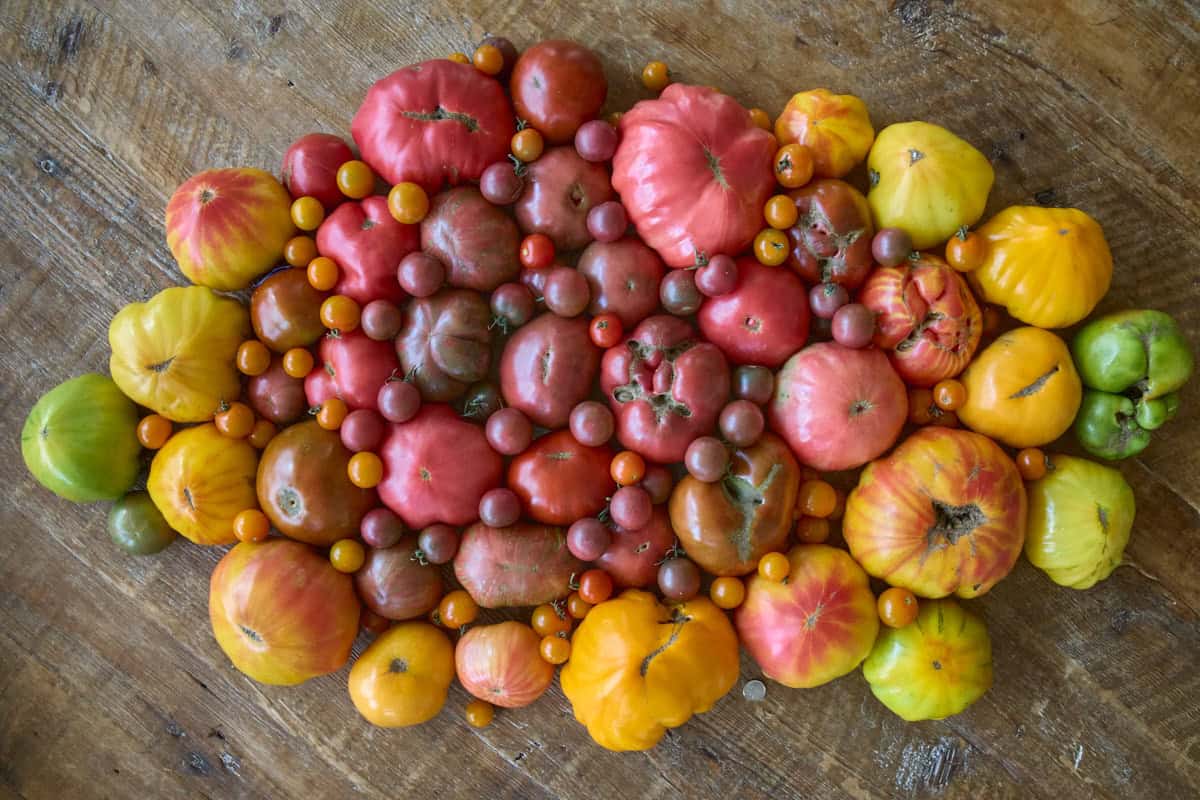 a multicolored variety of heirloom tomatoes on a rustic table with a dime for size reference