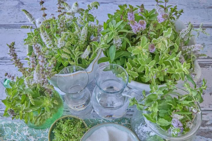 17 varieties of fresh mint in bowls and vases, a pitcher of water, a bottle of vodka, a bowl of sugar, and a napkin