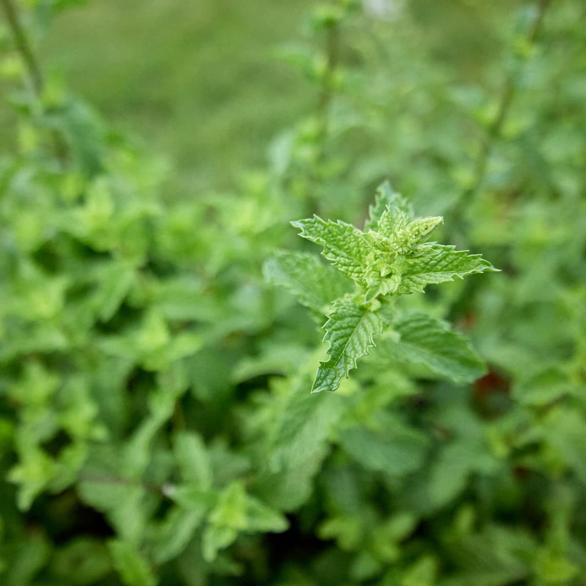 a close-up shot of a kentucky colonel mint stem with the rest of the plant blurred in the background