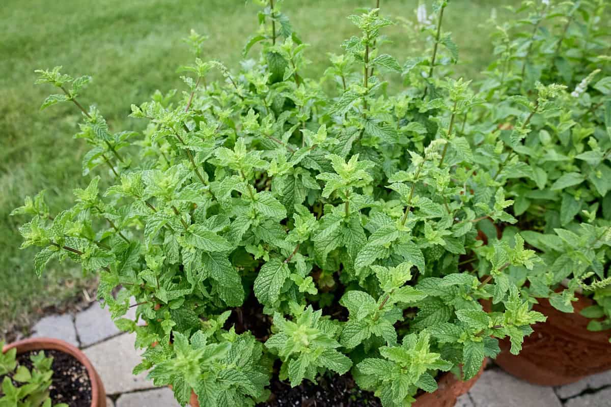a kentucky colonel mint plant in a pot with other mint plants in pots alongside