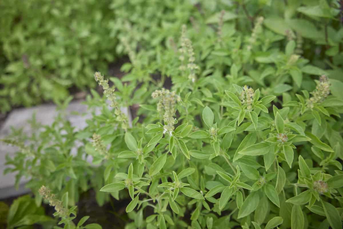 kivumbasi lime basil plants with a paving stone and other basil plant varieties in the background