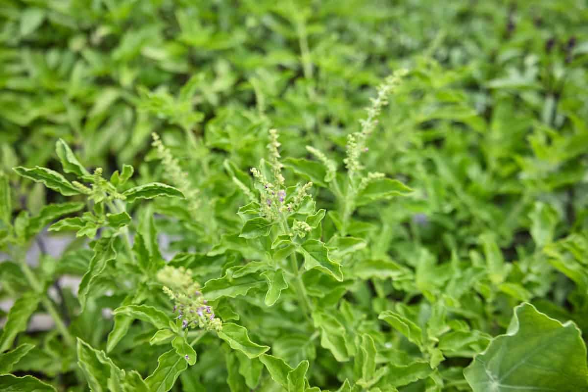 krapao white basil plants