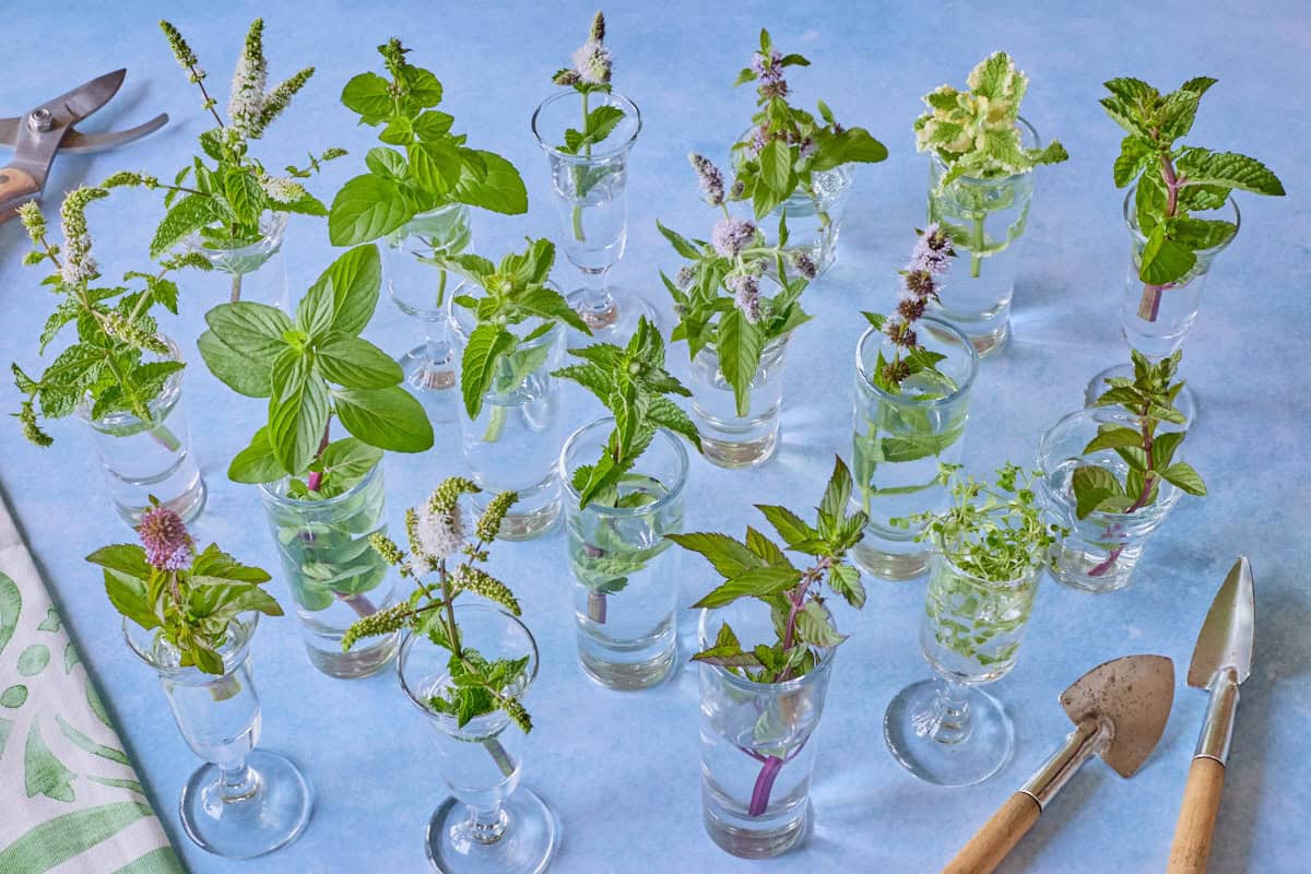 17 varieties of mint sprigs in small vases on a blue background with pruning shears, a kitchen towel, and small trowels along the sides