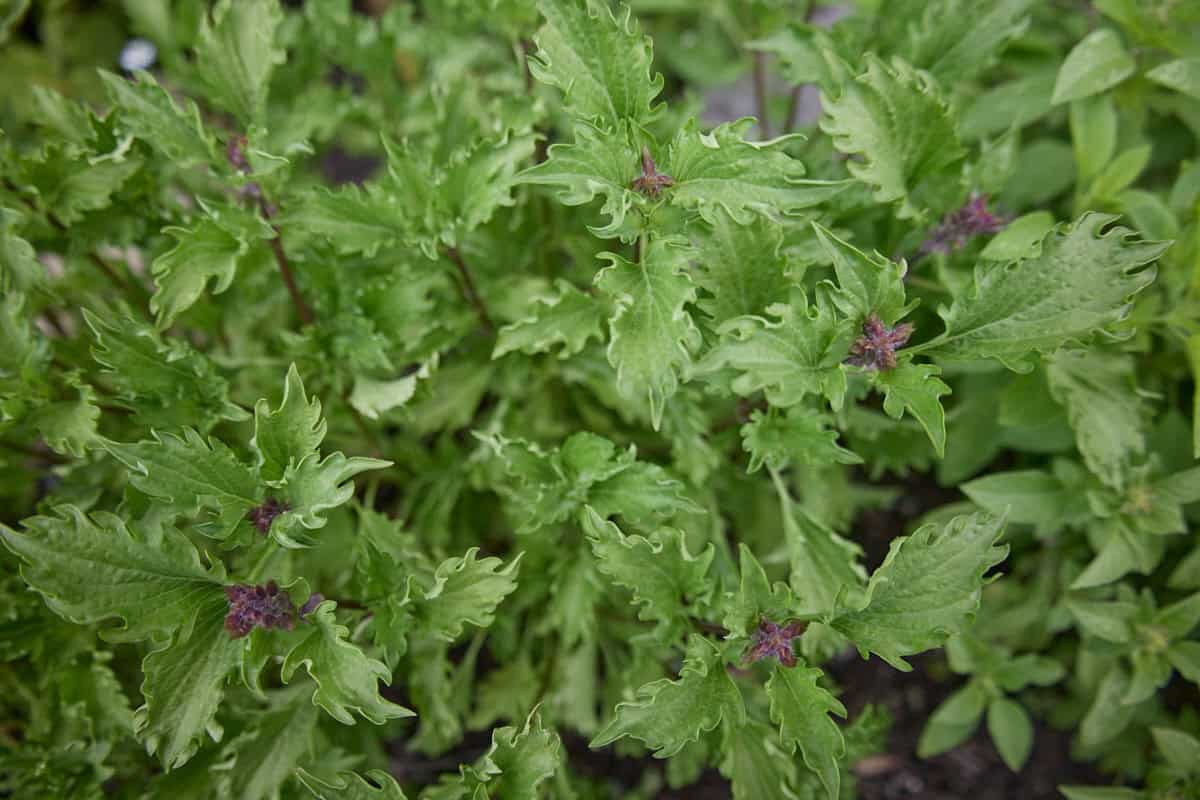 mrihani basil plants
