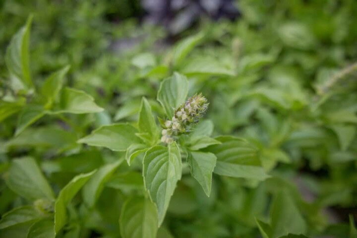 a close-up shot of a mrs. burns lemon basil branch and flower