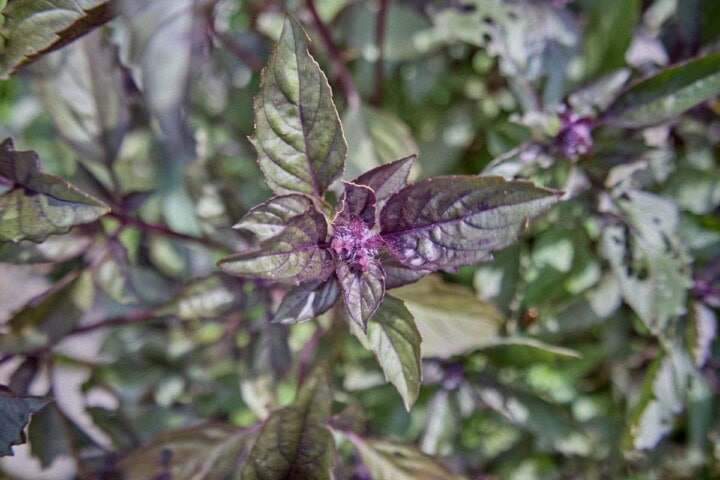 a close-up of a persian basil plant and flower with more persian basil plants in the background