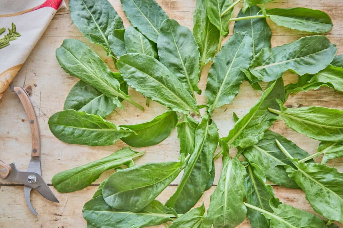 several freshly-cut sorrel leaves on a rustic table with a garden hand pruner and kitchen towel nearby