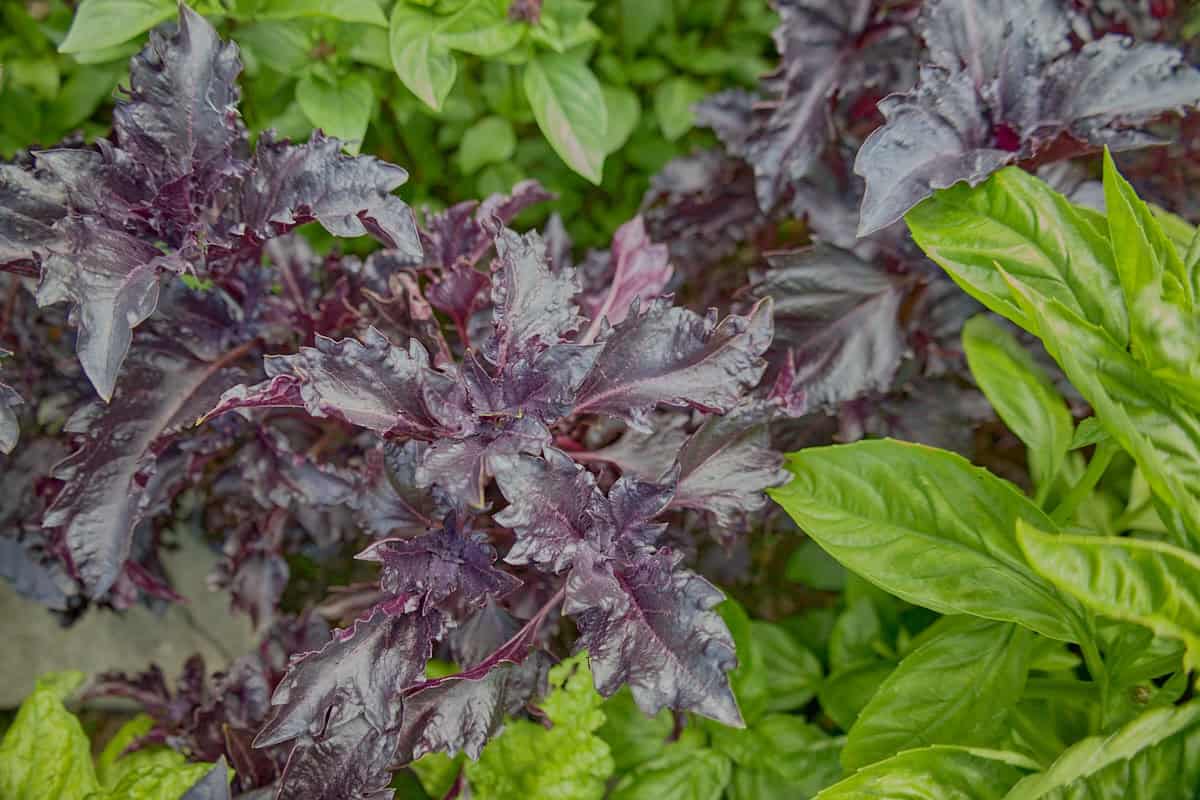 a purple ruffles basil plant with other basil plant varieties on the sides and in in the foreground and background