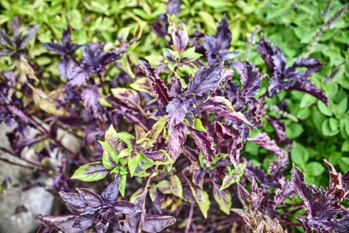 purple ruffles basil plants with variegated leaves and other basil plant varieties in the background