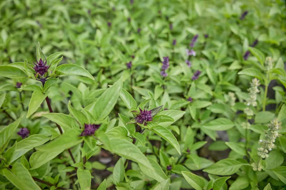 a queenette thai basil plant with large flowers and other basil plants on the side and in the background