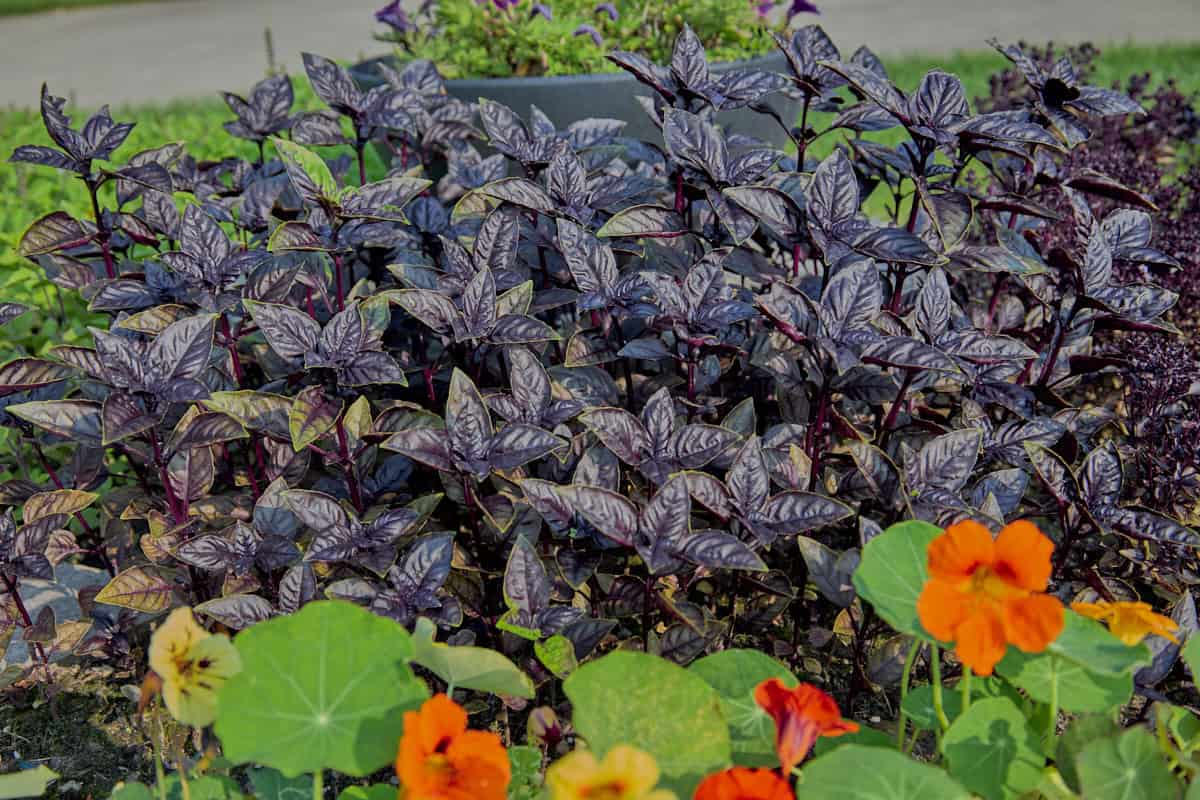 red crimson basil plants with nasturtium plants and flowers in the foreground, and flowers in a pot and a lawn and driveway in the background