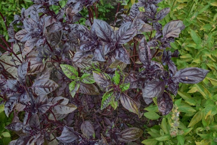 red crimson basil plants in both the regular purple leaf and the green-spotted off-type leaf versions, with other basil varieties in the background
