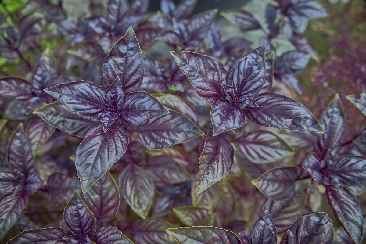 38 Types of Basil You Need to Grow • shovelandcrunch.com