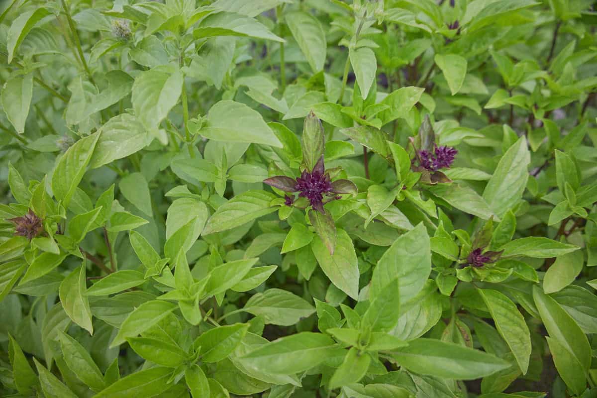 38 Types of Basil You Need to Grow • shovelandcrunch.com