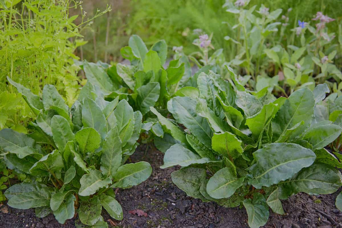 sorrel plants growing in the soil, with mitsuba, borage, and herb fennel plants growing in the background