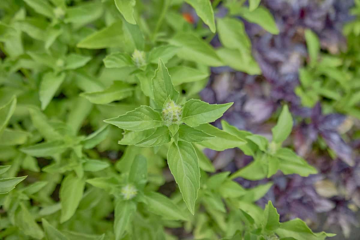 a mid-range shot of a sweet dani lemon basil plant and flower, with other basil plant varieties in the background
