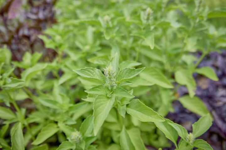 a close-up of a sweet dani lemon basil plant