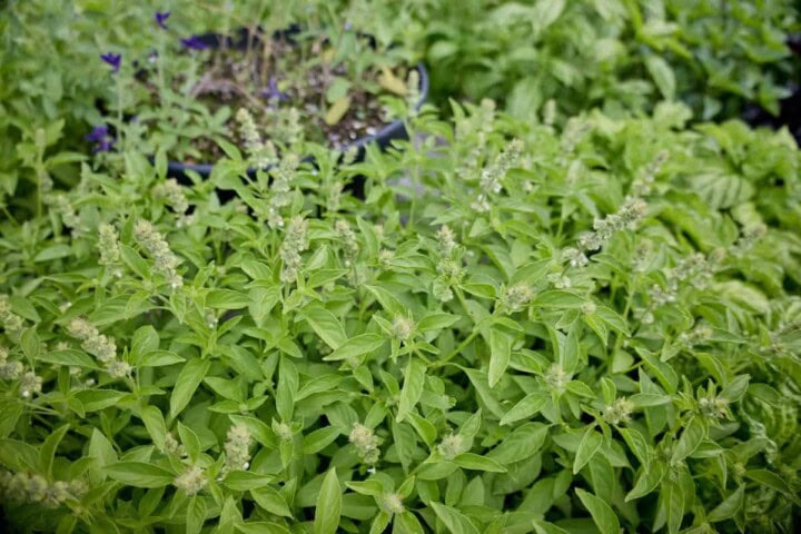 a thai lemon basil plant with other basil plant varieties in the background