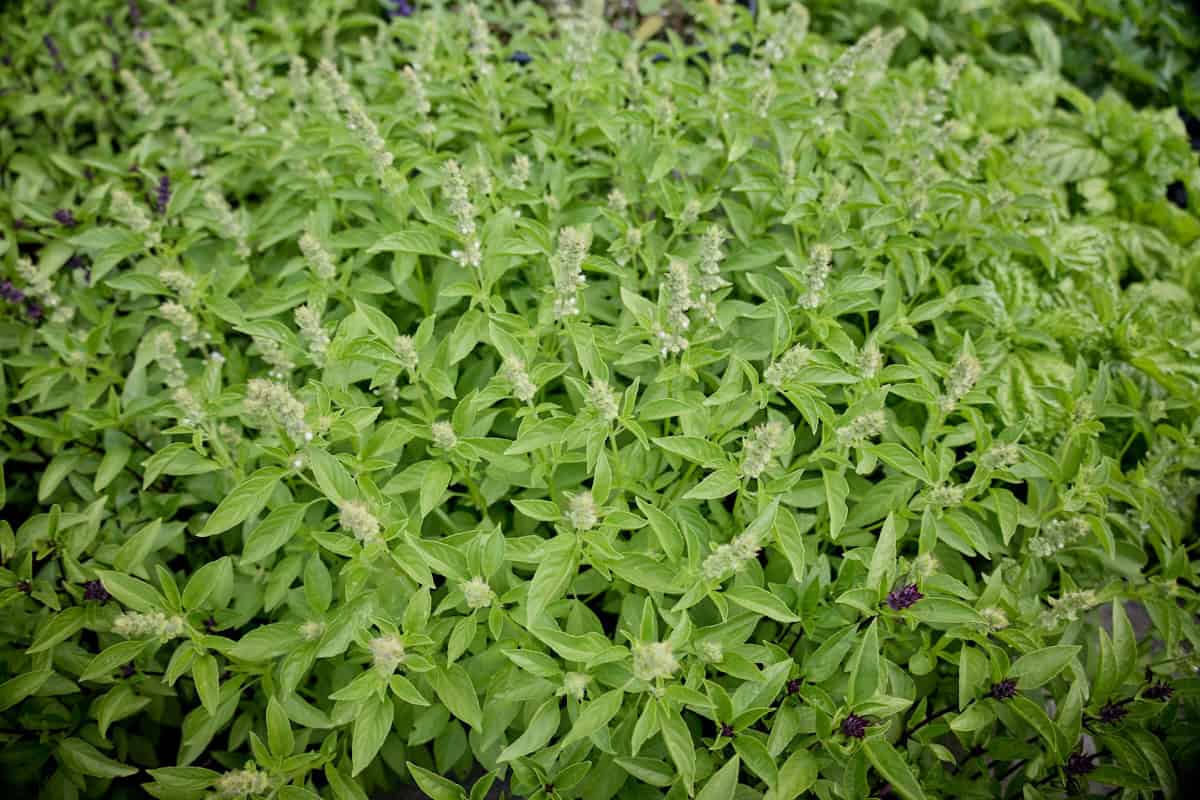 a thai lemon basil plant