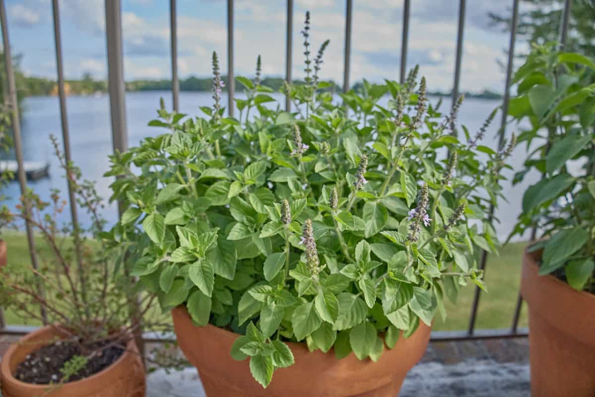 a tulsi temperate basil plant in a pot
