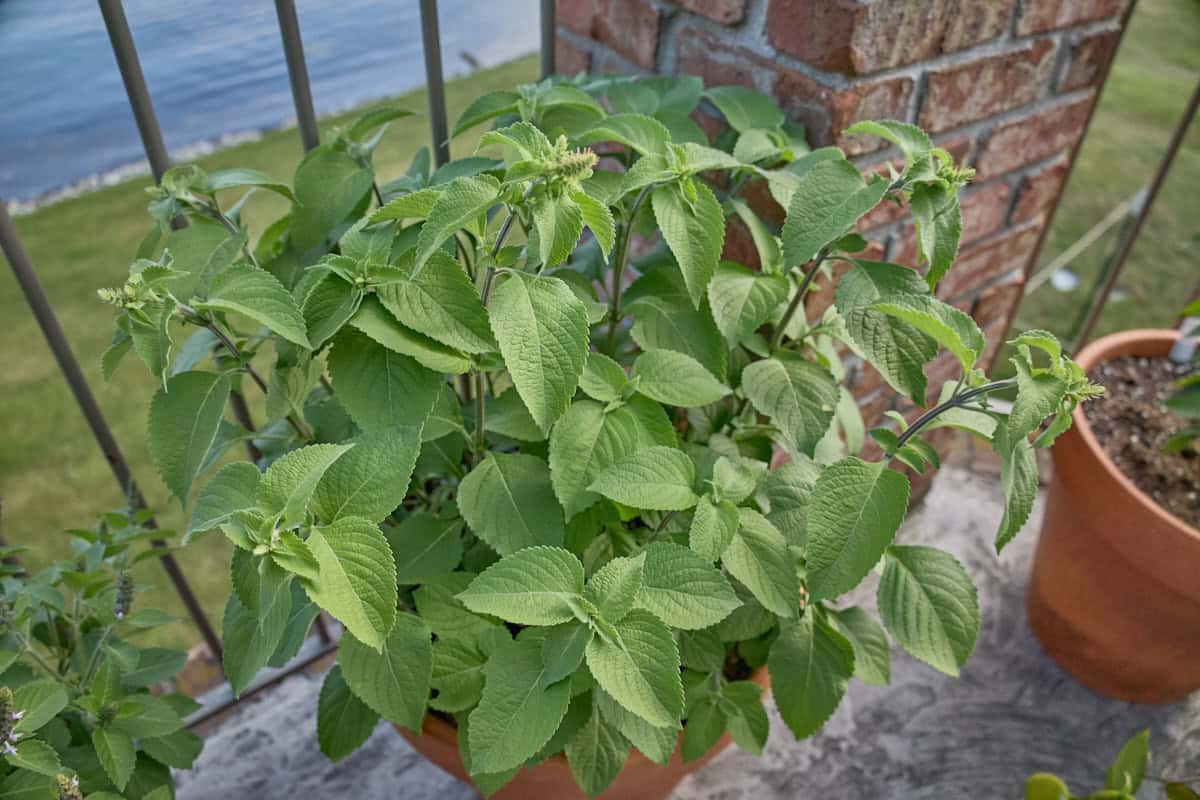 a tulsi vana plant in a pot