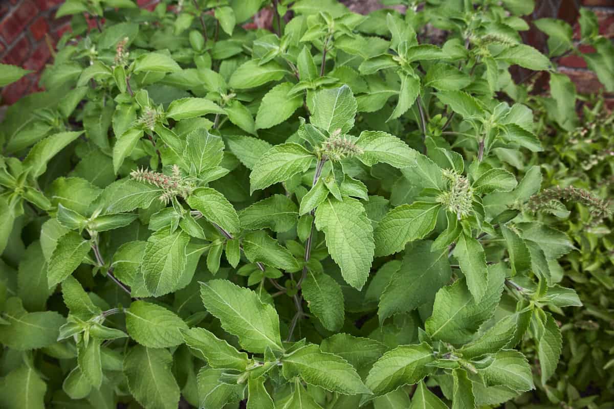a tulsi vana basil plant