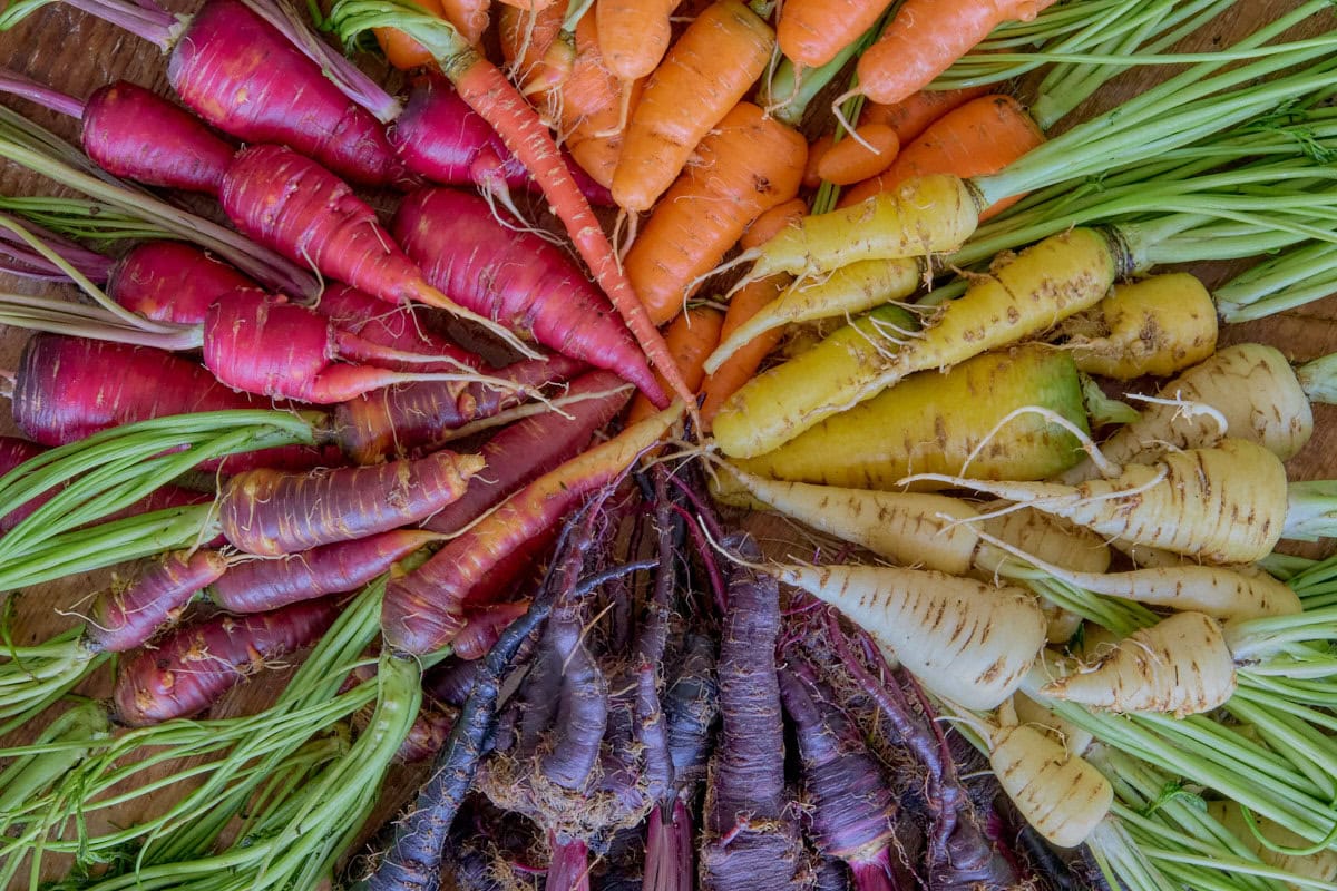 heirloom carrots in a wide array of colors arranged radially in a circle with the tops pointing outward