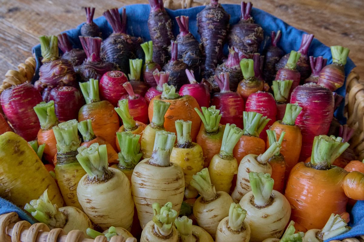 carrots in a range of colors standing upright in a napkin-lined basket