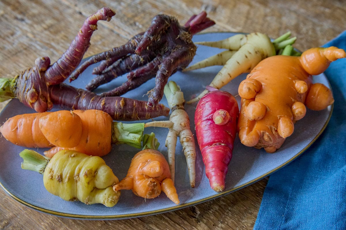 oddly-shaped heirloom carrots of several colors on a blue tray with a napkin alongside
