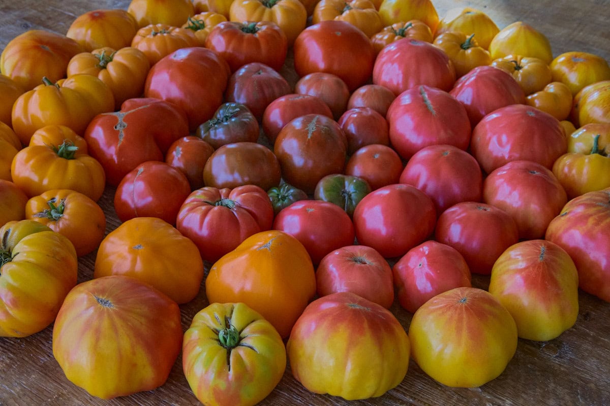 a large variety of multicolored heirloom tomatoes on a rustic table