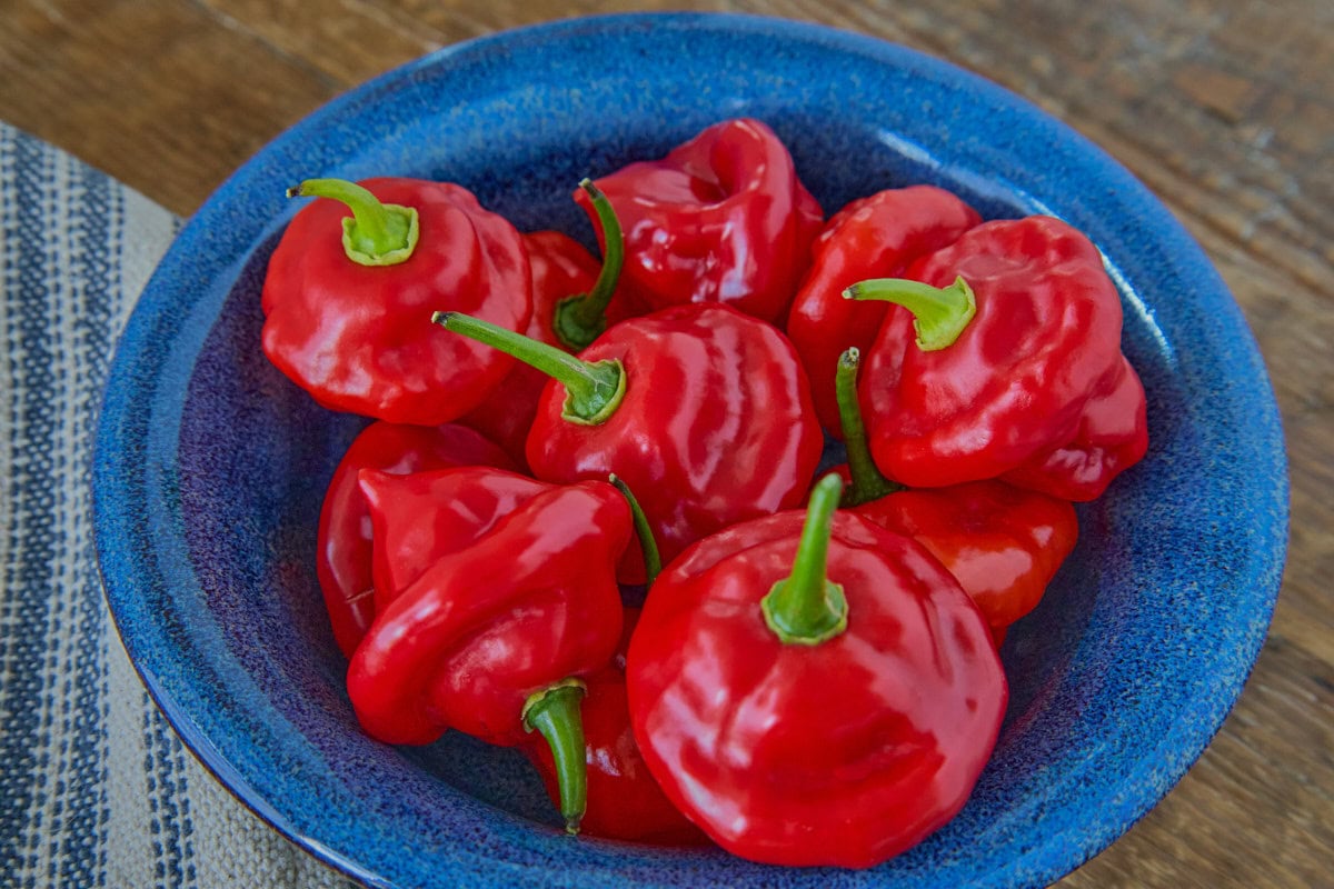 fresh aji dulce peppers in a bowl with a kitchen towel alongside